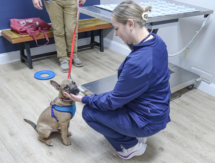 Cat and dog vet exams