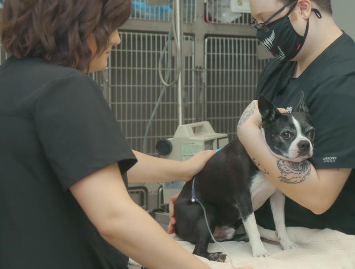 Carousel Slide 15: Lake Station Dog Veterinarian