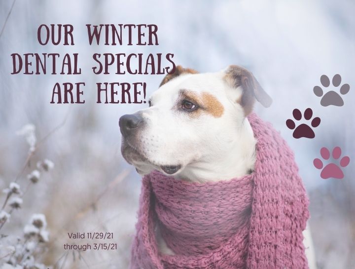 Winter Dental Wellness Specials