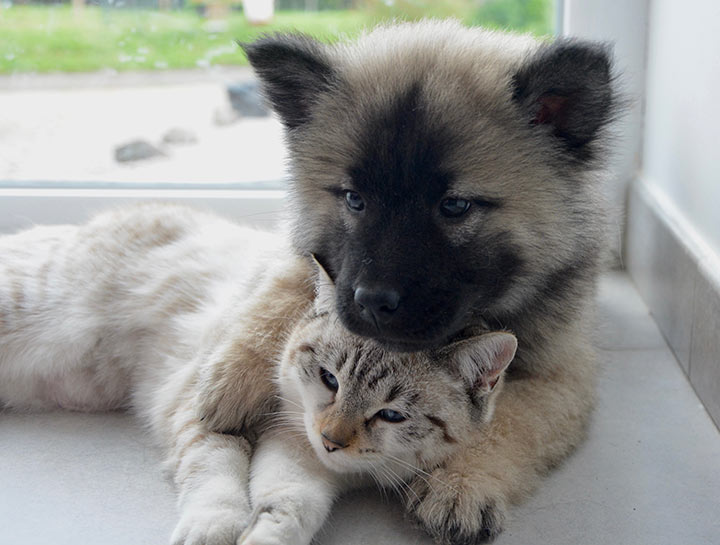 Cat & Dog Care