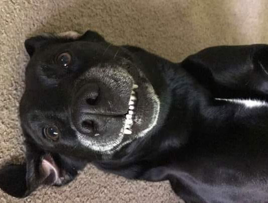 $City Pet Dentists
